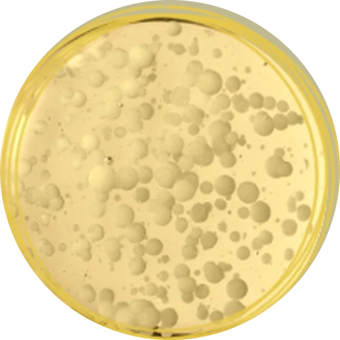 Ferulic acid under magnification